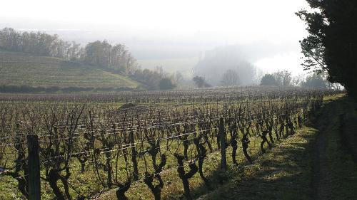 Les vigne au Château de Biac